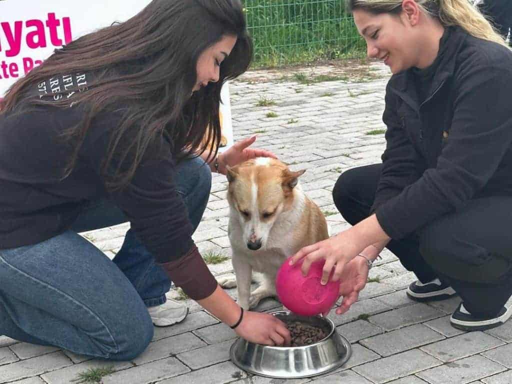 Kıbrıs Vakıflar Örgütü’nden Girne Hayvan Barınağı’na 100 Kilogram Mama Desteği